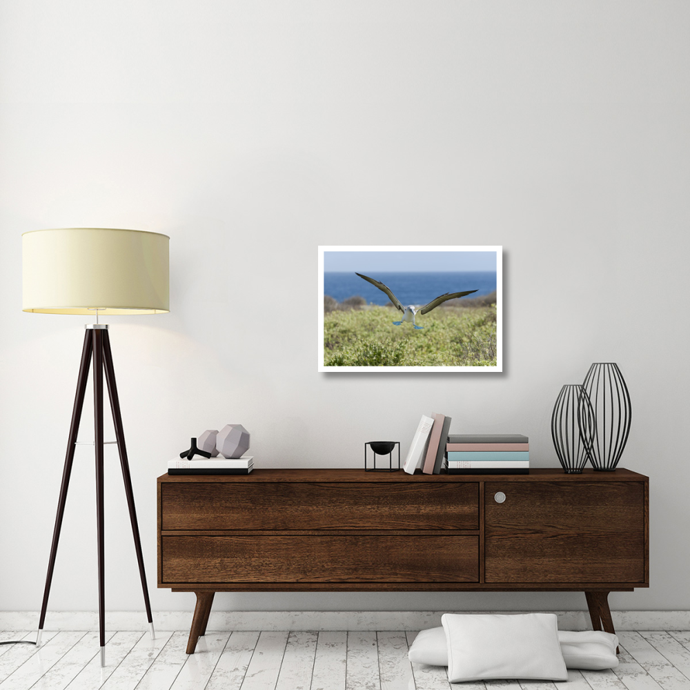 Blue-footed Booby landing, Galapagos Islands, Ecuador-Paper Art-32&quotx22"