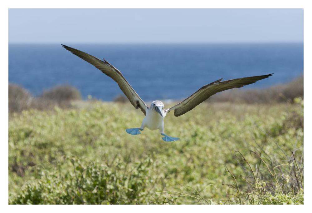 Blue-footed Booby landing, Galapagos Islands, Ecuador-Paper Art-38"x26"
