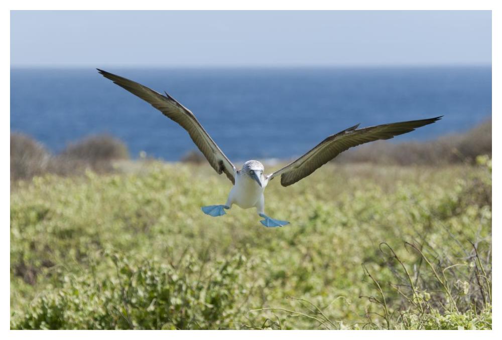 Blue-footed Booby landing, Galapagos Islands, Ecuador-Paper Art-50"x34"