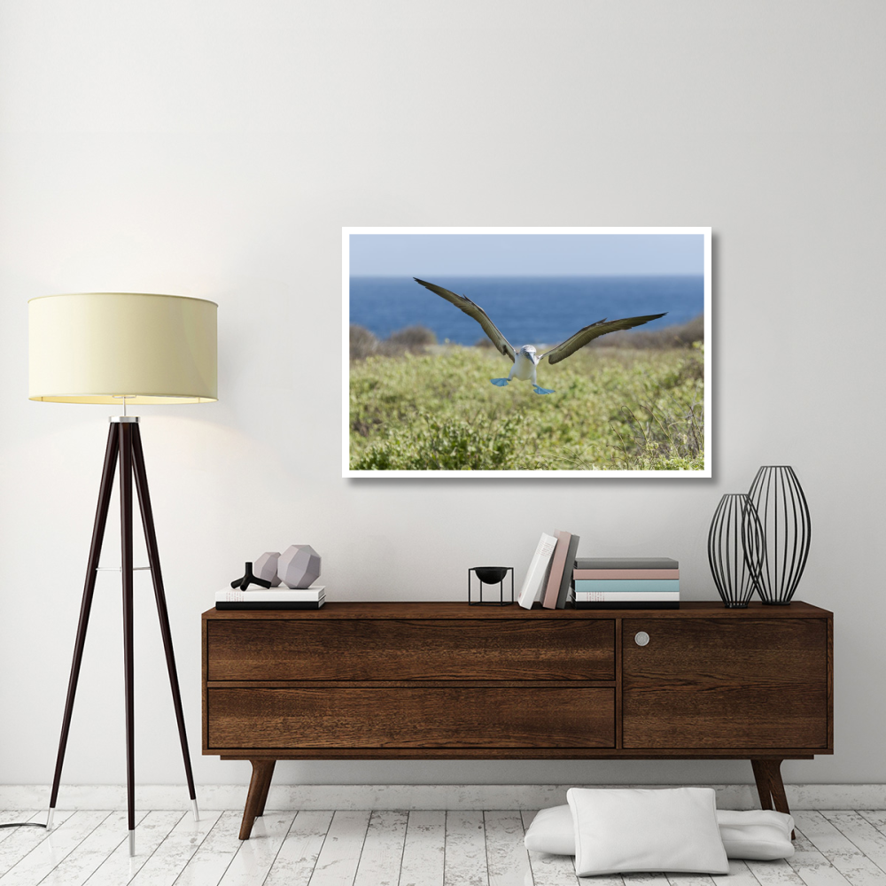 Blue-footed Booby landing, Galapagos Islands, Ecuador-Paper Art-50&quotx34"