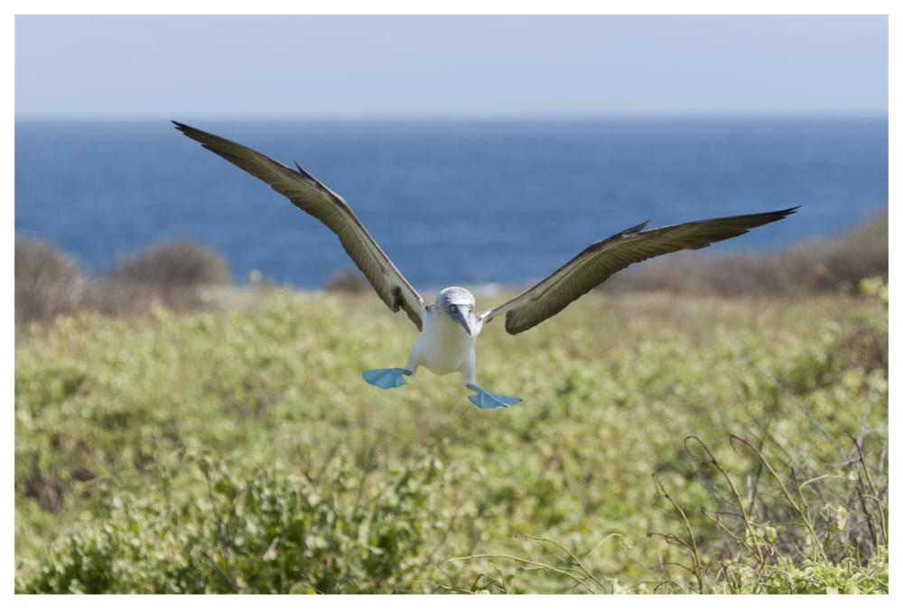 Blue-footed Booby landing, Galapagos Islands, Ecuador-Paper Art-62"x42"