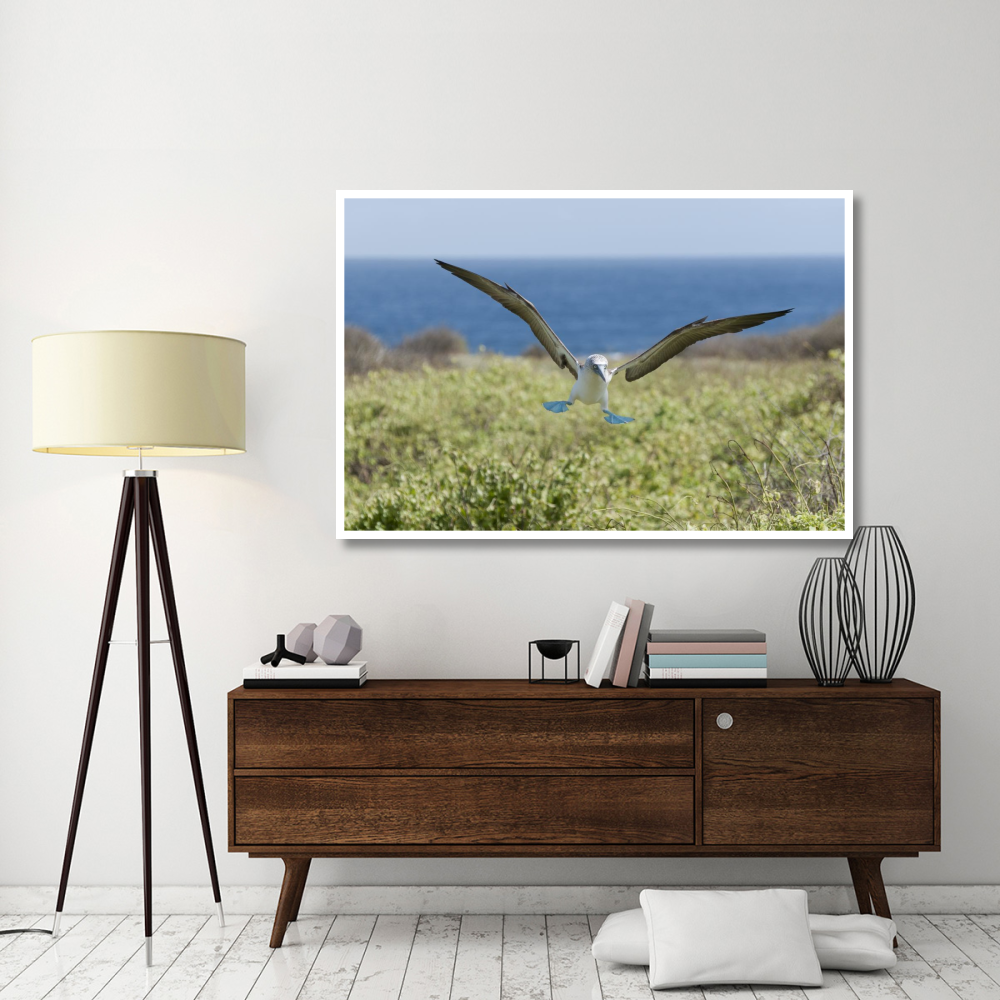 Blue-footed Booby landing, Galapagos Islands, Ecuador-Paper Art-62&quotx42"