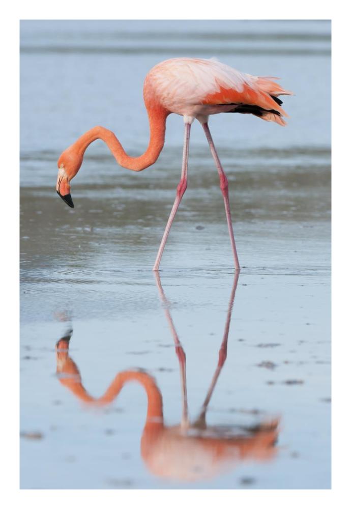 Greater Flamingo foraging, Galapagos Islands, Ecuador-Paper Art-18"x26"