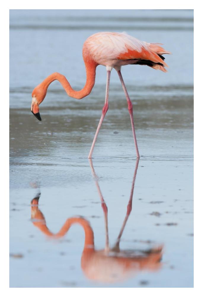 Greater Flamingo foraging, Galapagos Islands, Ecuador-Paper Art-22"x32"