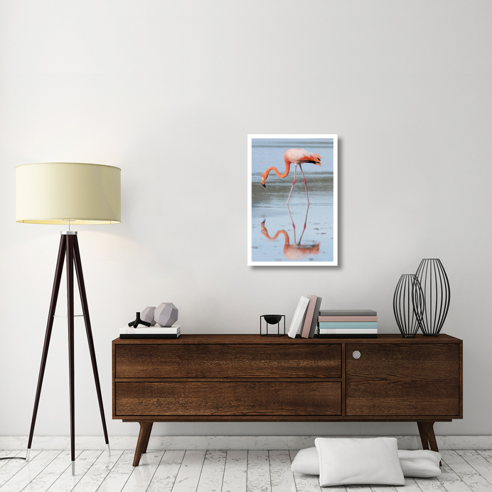 Greater Flamingo foraging, Galapagos Islands, Ecuador-Paper Art-22&quotx32"