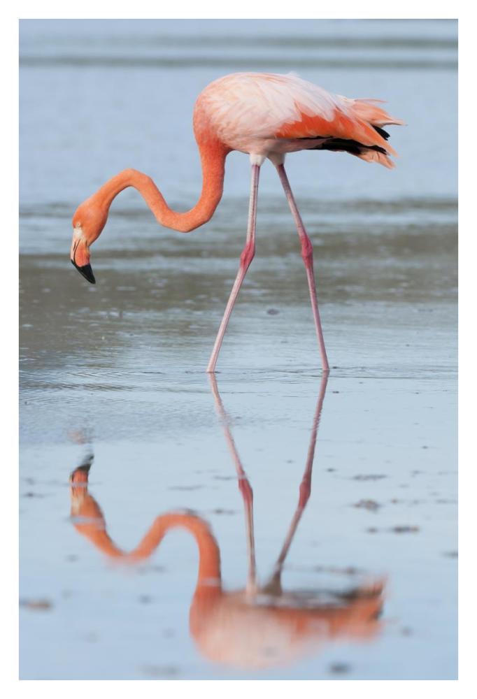 Greater Flamingo foraging, Galapagos Islands, Ecuador-Paper Art-26"x38"
