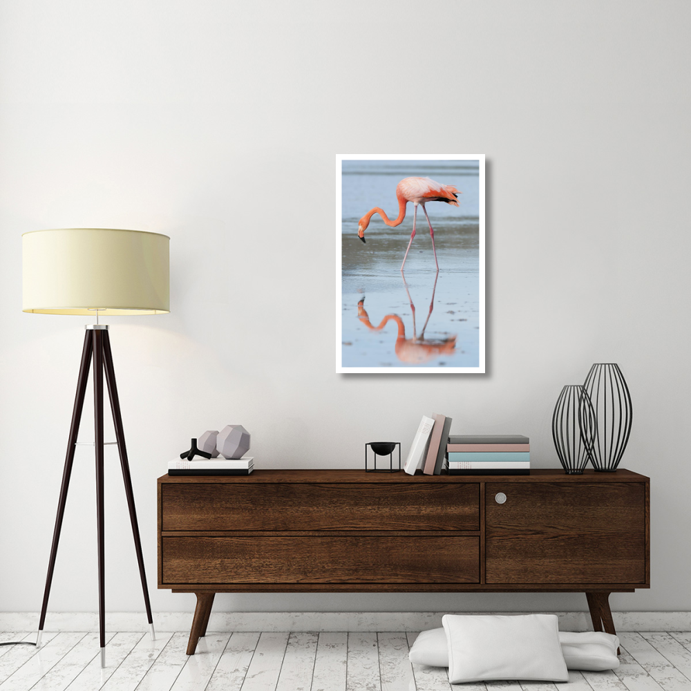 Greater Flamingo foraging, Galapagos Islands, Ecuador-Paper Art-26&quotx38"