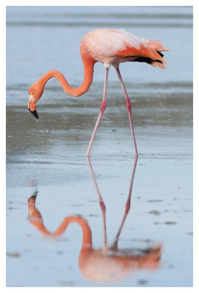 Greater Flamingo foraging, Galapagos Islands, Ecuador-Paper Art-34"x50"