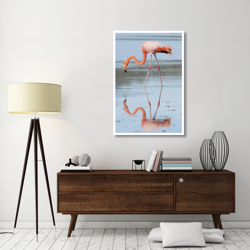 Greater Flamingo foraging, Galapagos Islands, Ecuador-Paper Art-34&quotx50"