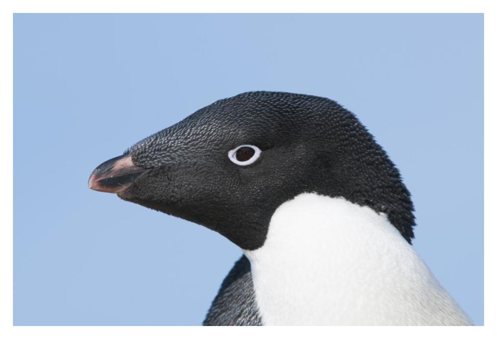 Adelie Penguin portrait, Prydz Bay, eastern Antarctica-Paper Art-20"x14"