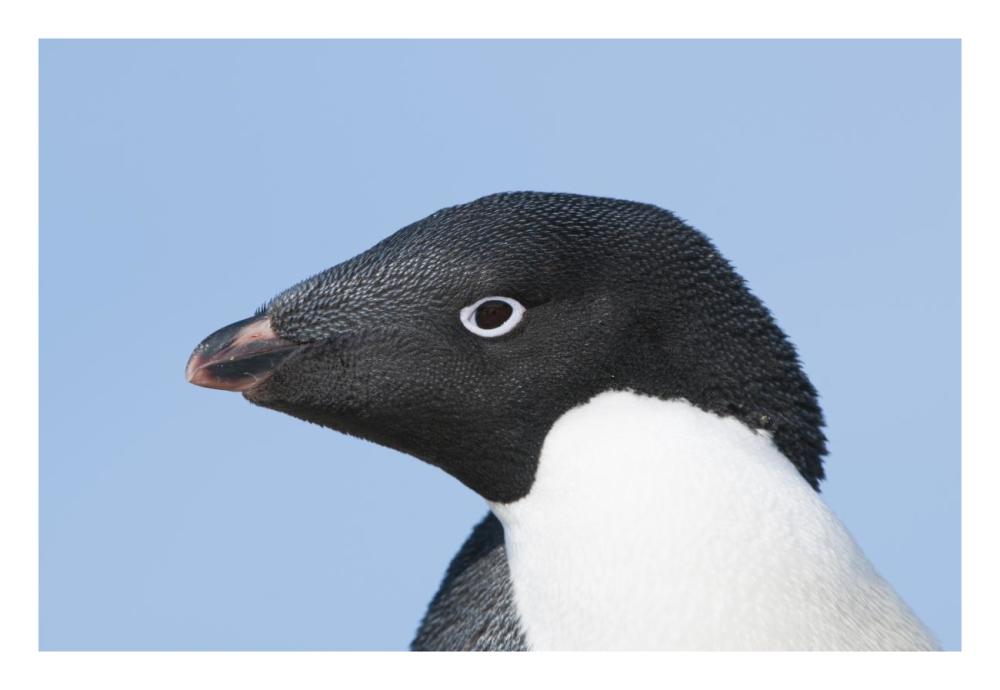 Adelie Penguin portrait, Prydz Bay, eastern Antarctica-Paper Art-26"x18"