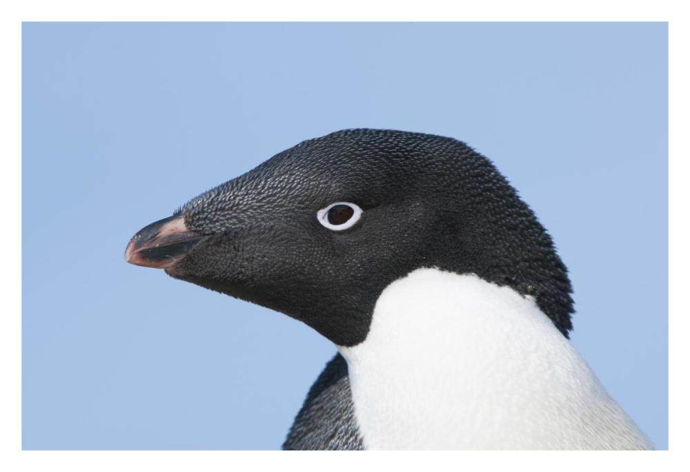 Adelie Penguin portrait, Prydz Bay, eastern Antarctica-Paper Art-32"x22"