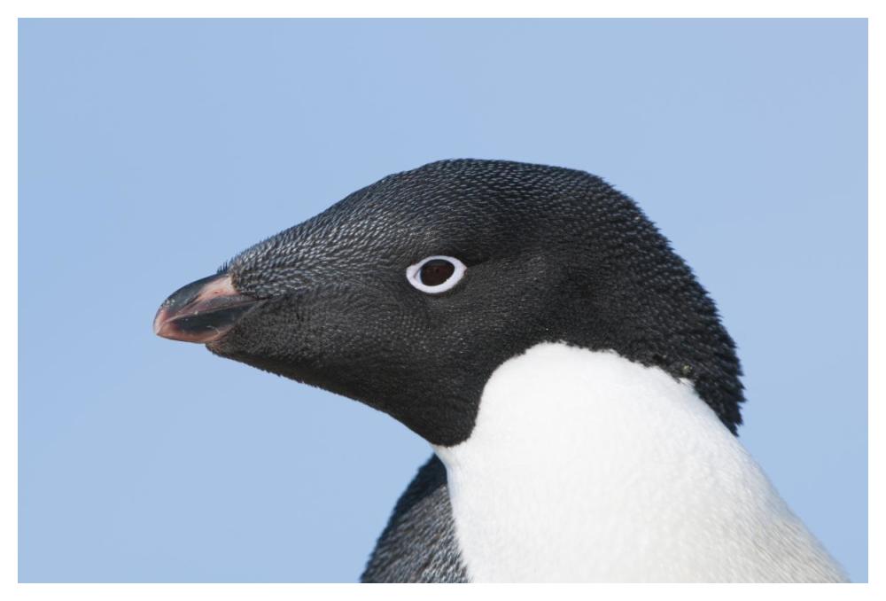 Adelie Penguin portrait, Prydz Bay, eastern Antarctica-Paper Art-50"x34"