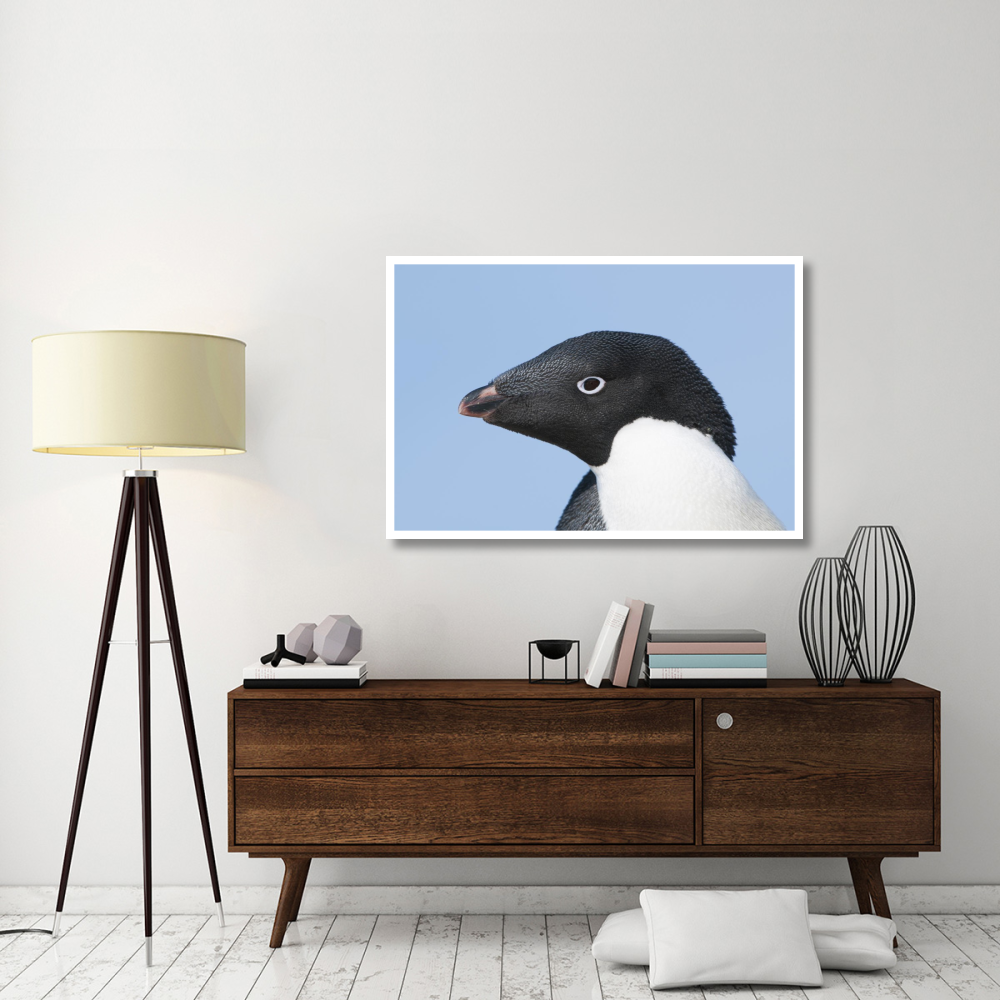 Adelie Penguin portrait, Prydz Bay, eastern Antarctica-Paper Art-50&quotx34"