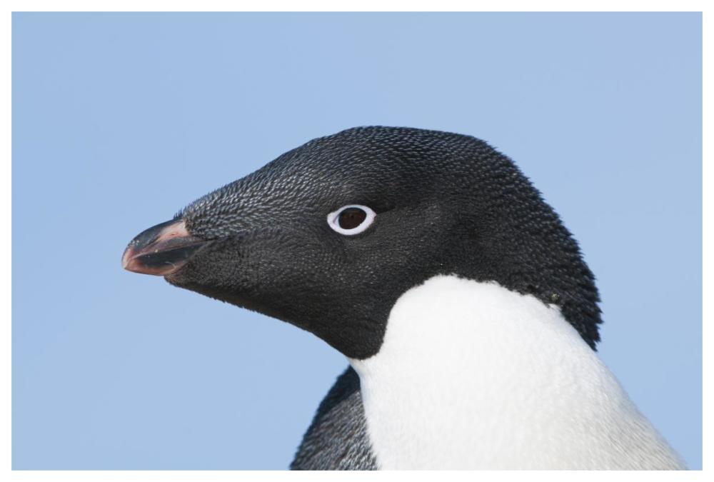 Adelie Penguin portrait, Prydz Bay, eastern Antarctica-Paper Art-62"x42"