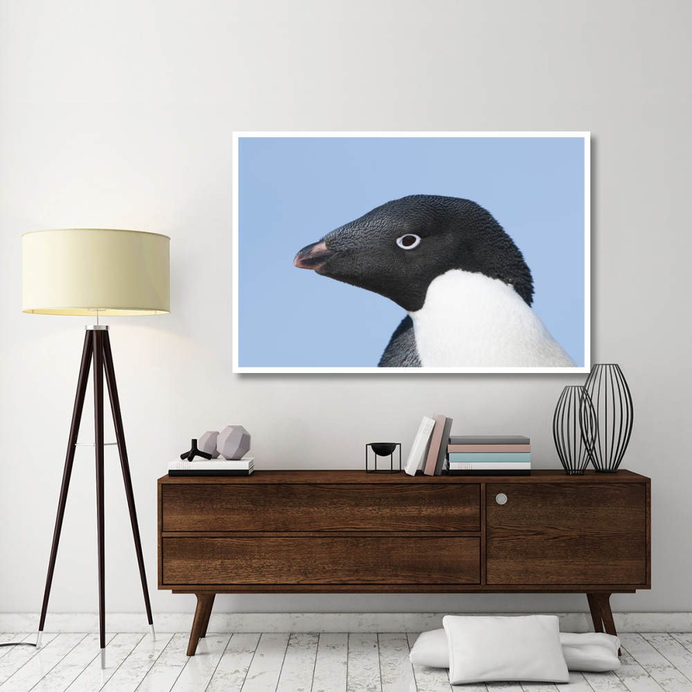 Adelie Penguin portrait, Prydz Bay, eastern Antarctica-Paper Art-62&quotx42"