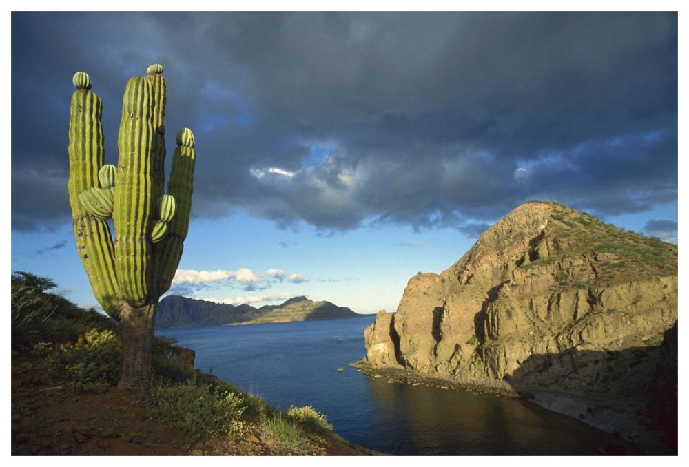 Danzante Island, Sea of Cortez, Baja California, Mexico-Paper Art-62"x42"