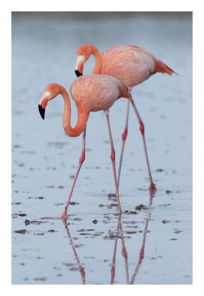 Greater Flamingo pair wading, Galapagos Islands, Ecuador-Paper Art-18"x26"