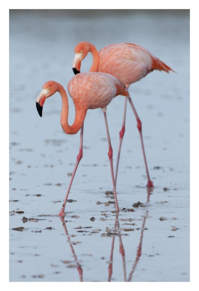 Greater Flamingo pair wading, Galapagos Islands, Ecuador-Paper Art-22"x32"