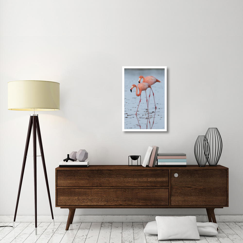 Greater Flamingo pair wading, Galapagos Islands, Ecuador-Paper Art-22&quotx32"