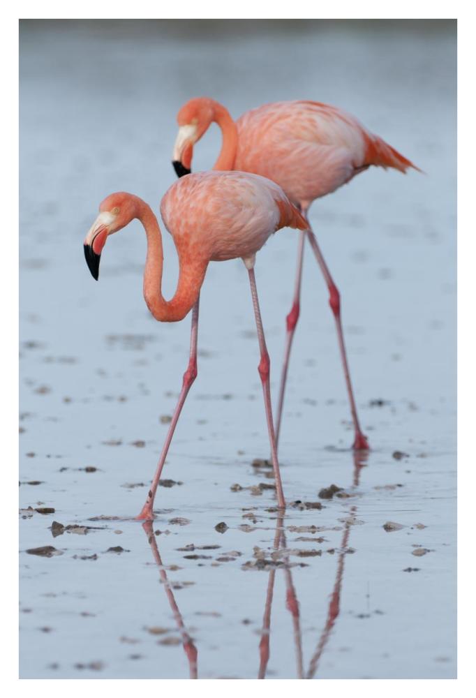 Greater Flamingo pair wading, Galapagos Islands, Ecuador-Paper Art-26"x38"