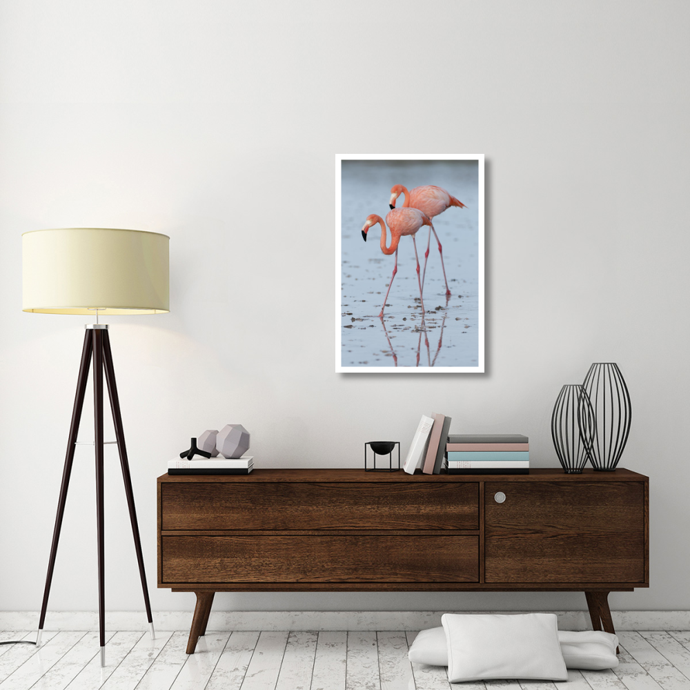 Greater Flamingo pair wading, Galapagos Islands, Ecuador-Paper Art-26&quotx38"