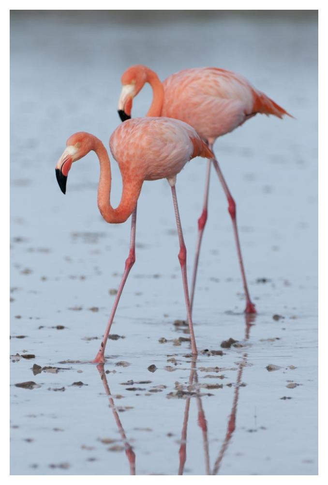 Greater Flamingo pair wading, Galapagos Islands, Ecuador-Paper Art-34"x50"