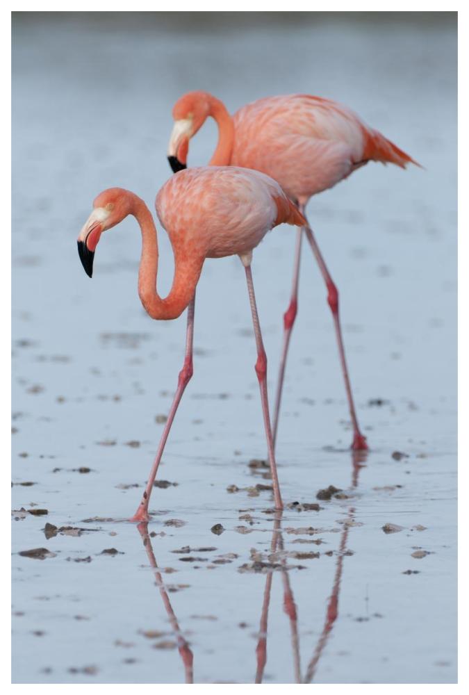Greater Flamingo pair wading, Galapagos Islands, Ecuador-Paper Art-42"x62"