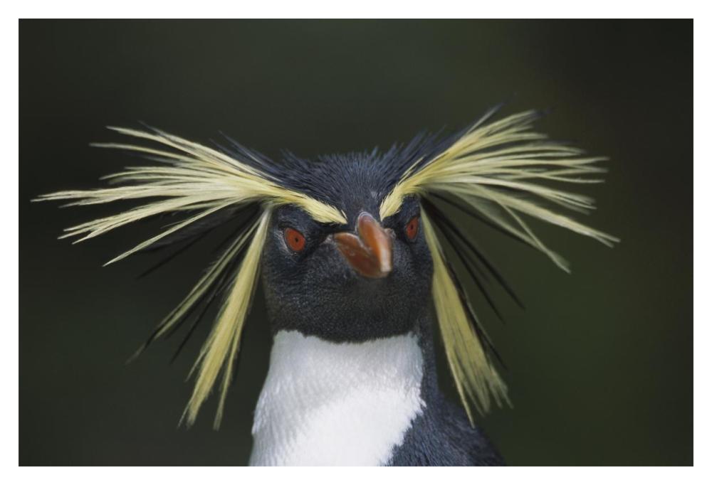 Rockhopper Penguin portrait, Gough Island, South Atlantic-Paper Art-20"x14"