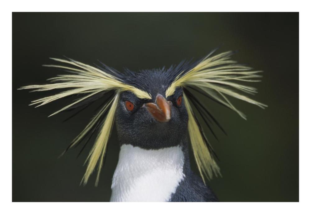 Rockhopper Penguin portrait, Gough Island, South Atlantic-Paper Art-26"x18"