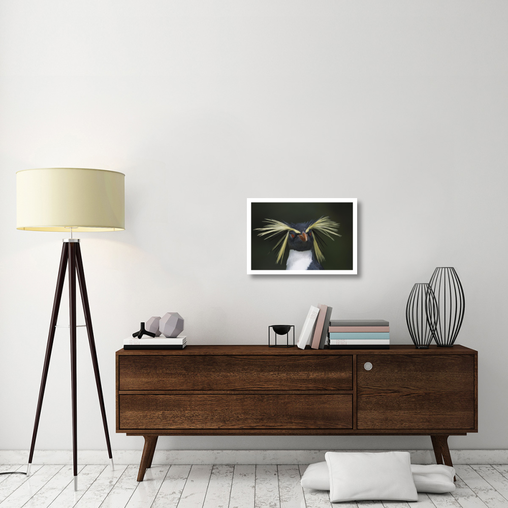 Rockhopper Penguin portrait, Gough Island, South Atlantic-Paper Art-26&quotx18"