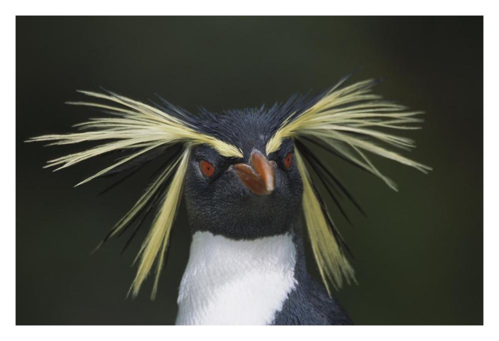 Rockhopper Penguin portrait, Gough Island, South Atlantic-Paper Art-32"x22"