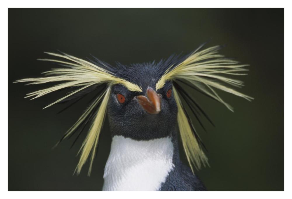 Rockhopper Penguin portrait, Gough Island, South Atlantic-Paper Art-38"x26"