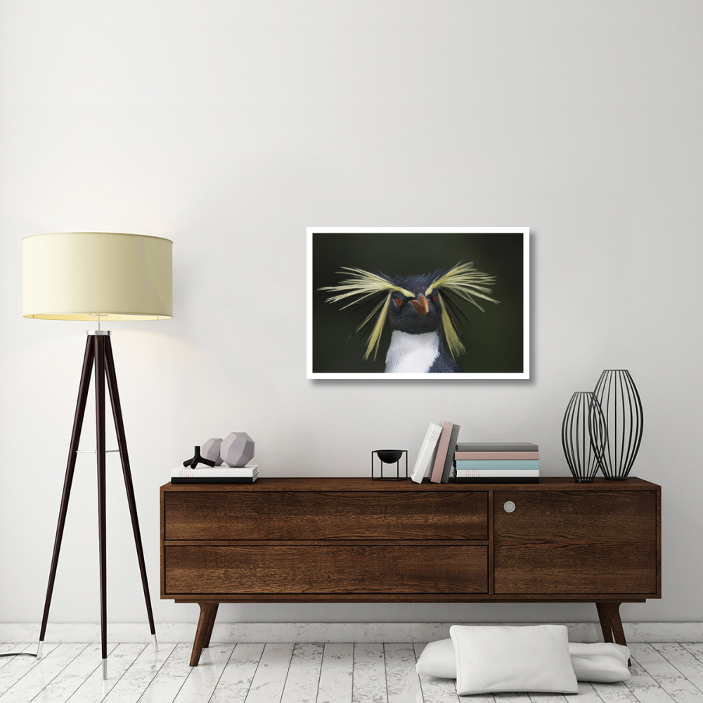 Rockhopper Penguin portrait, Gough Island, South Atlantic-Paper Art-38&quotx26"