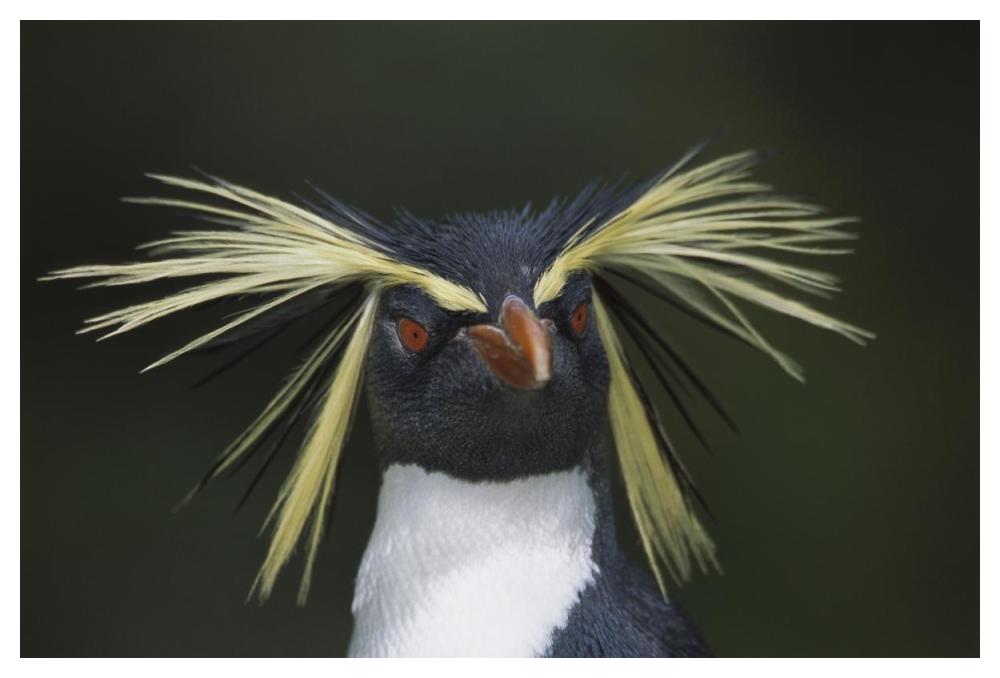 Rockhopper Penguin portrait, Gough Island, South Atlantic-Paper Art-50"x34"