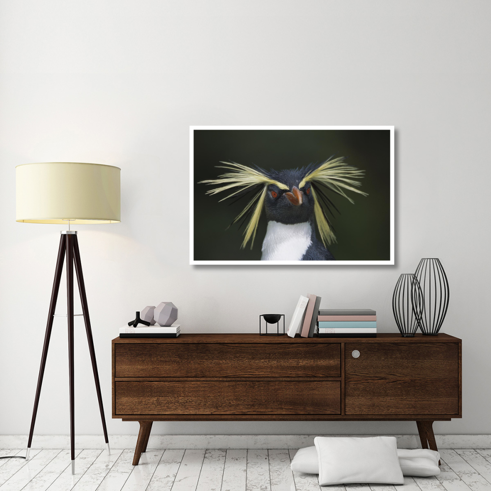 Rockhopper Penguin portrait, Gough Island, South Atlantic-Paper Art-50&quotx34"