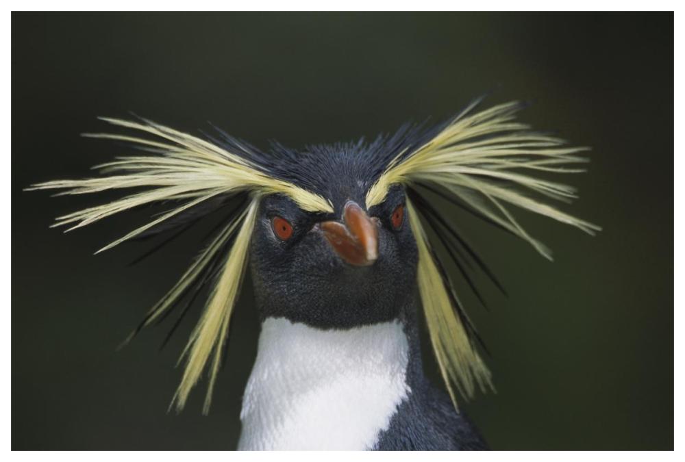 Rockhopper Penguin portrait, Gough Island, South Atlantic-Paper Art-62"x42"