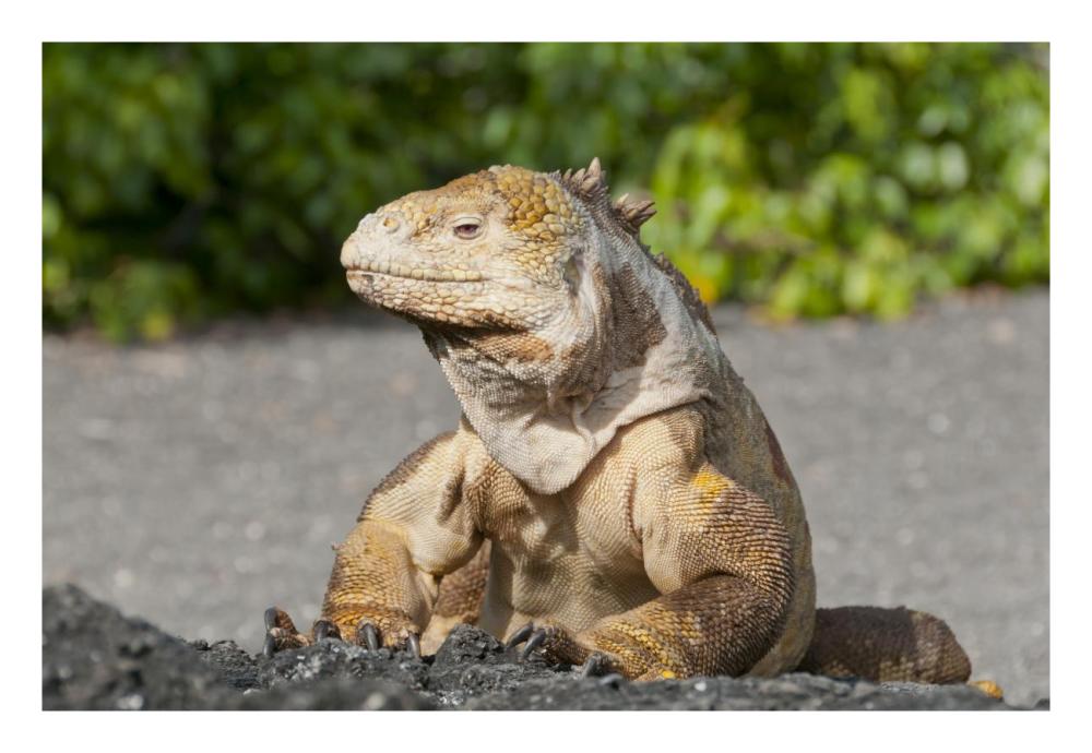 Galapagos Land Iguana basking, Galapagos Islands, Ecuador-Paper Art-26"x18"