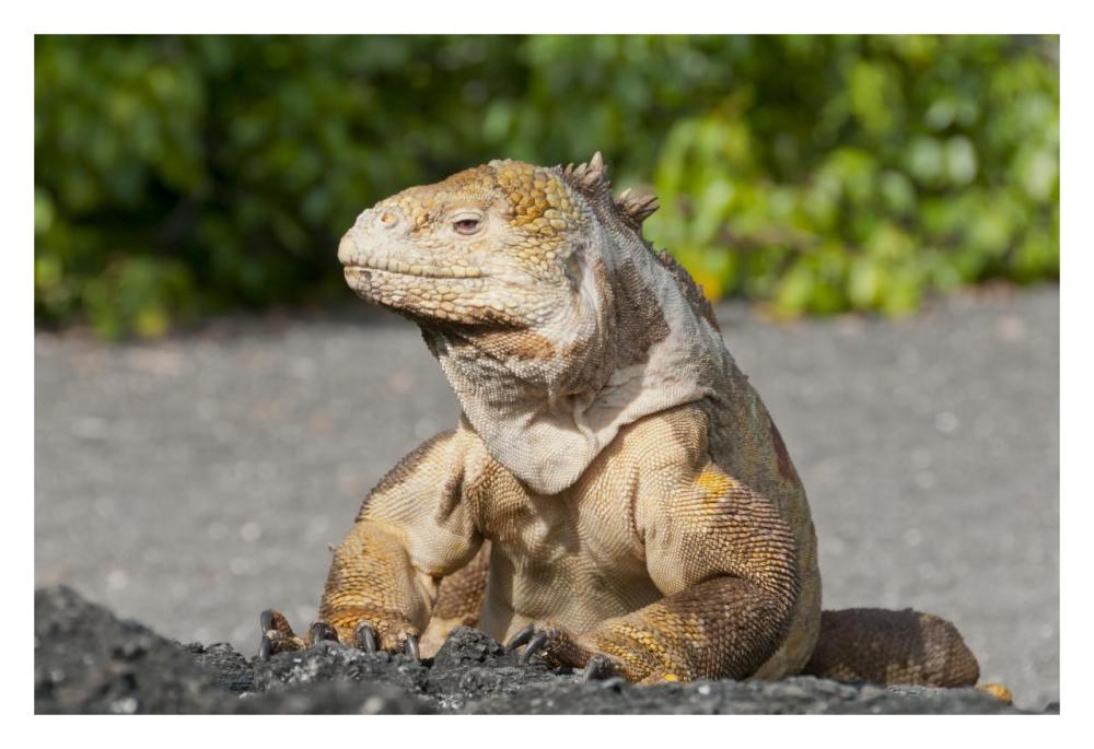 Galapagos Land Iguana basking, Galapagos Islands, Ecuador-Paper Art-32"x22"