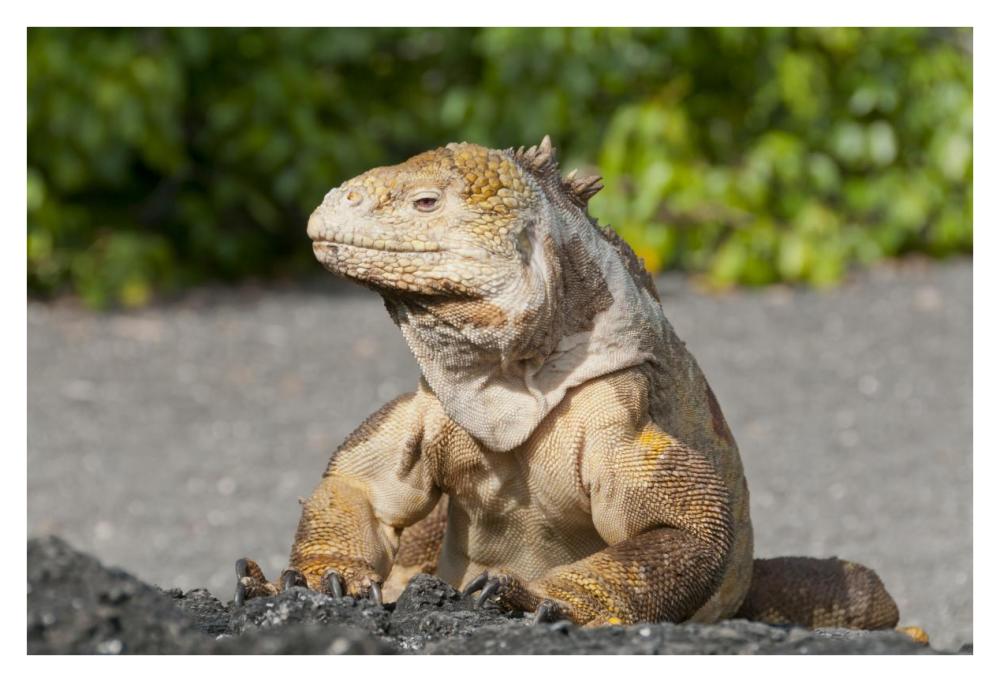 Galapagos Land Iguana basking, Galapagos Islands, Ecuador-Paper Art-38"x26"