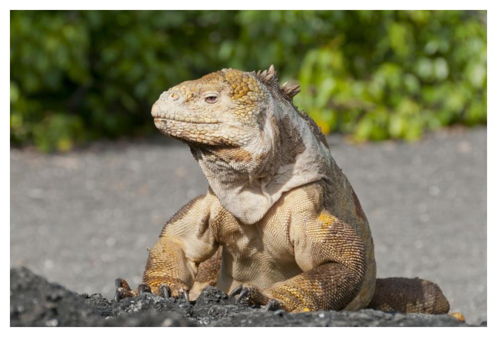 Galapagos Land Iguana basking, Galapagos Islands, Ecuador-Paper Art-50"x34"