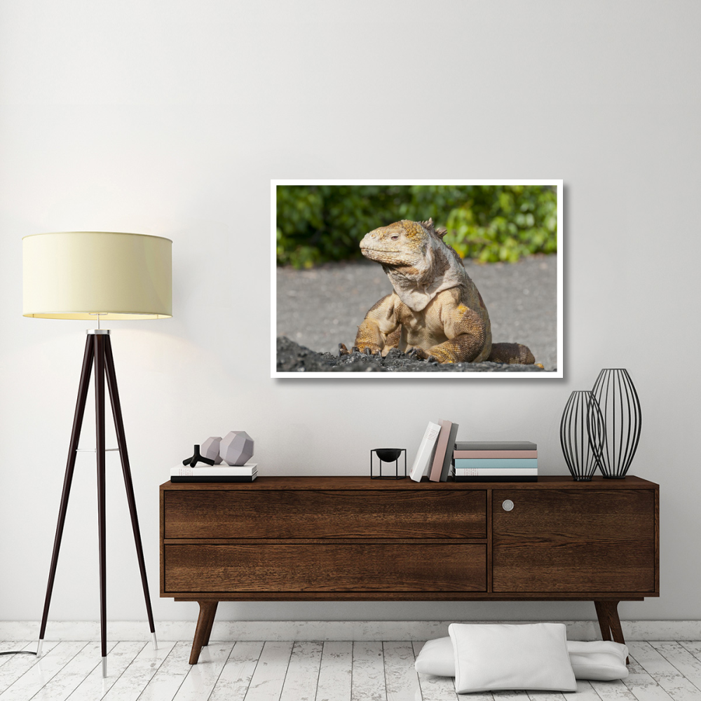 Galapagos Land Iguana basking, Galapagos Islands, Ecuador-Paper Art-50&quotx34"