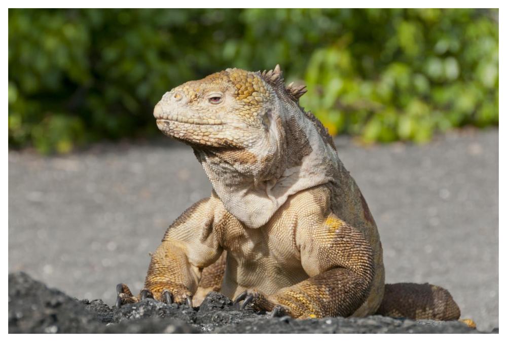 Galapagos Land Iguana basking, Galapagos Islands, Ecuador-Paper Art-62"x42"