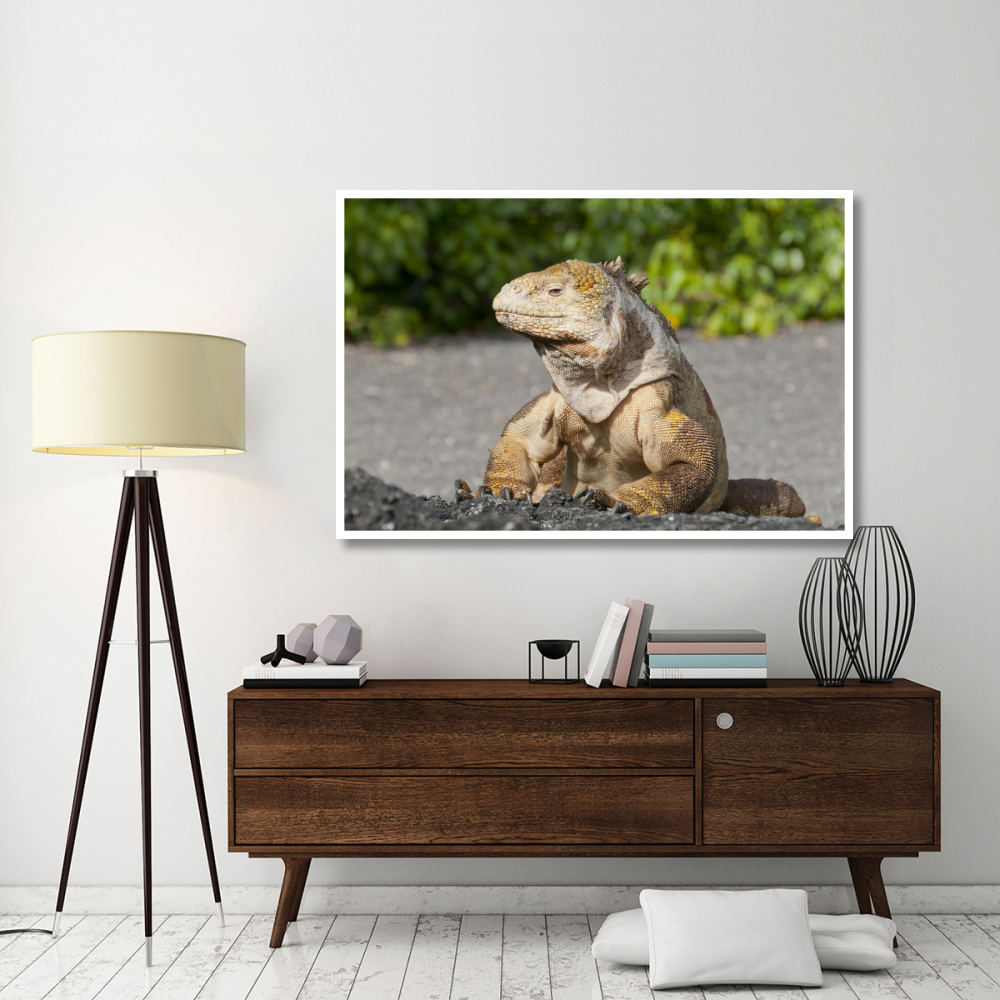 Galapagos Land Iguana basking, Galapagos Islands, Ecuador-Paper Art-62&quotx42"