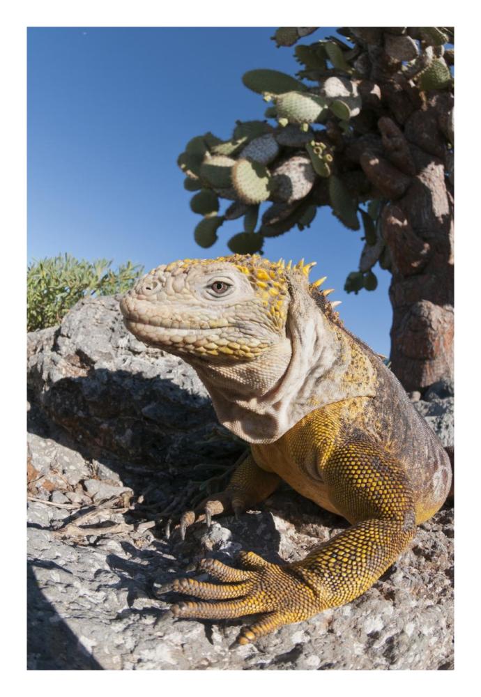 Galapagos Land Iguana basking, Galapagos Islands, Ecuador-Paper Art-18"x26"
