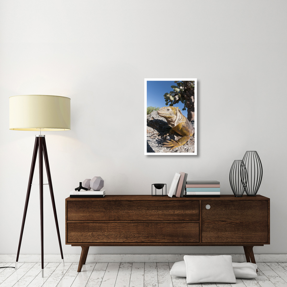 Galapagos Land Iguana basking, Galapagos Islands, Ecuador-Paper Art-22&quotx32"