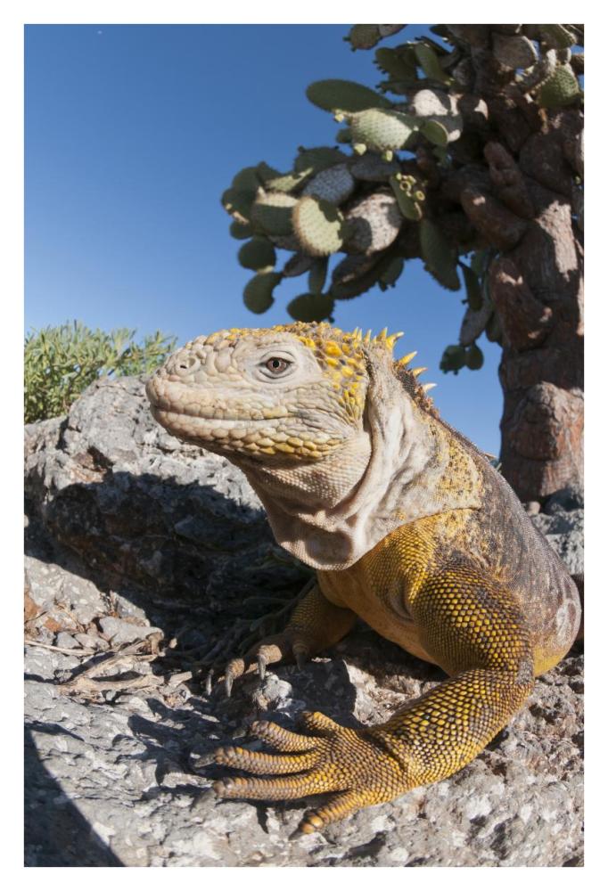 Galapagos Land Iguana basking, Galapagos Islands, Ecuador-Paper Art-26"x38"