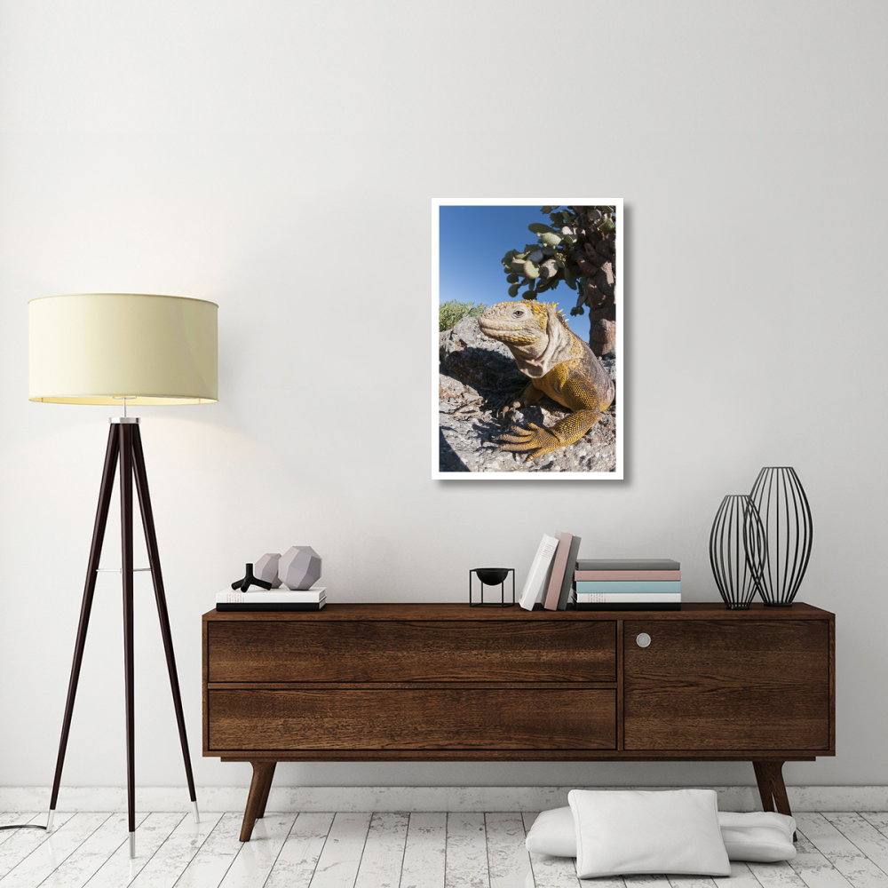 Galapagos Land Iguana basking, Galapagos Islands, Ecuador-Paper Art-26&quotx38"