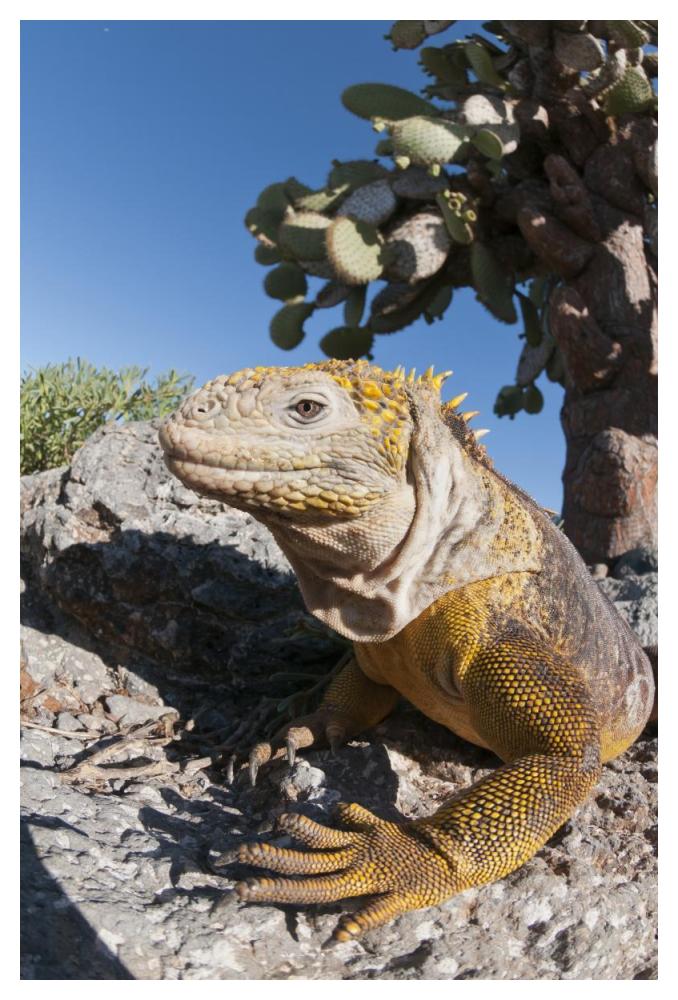 Galapagos Land Iguana basking, Galapagos Islands, Ecuador-Paper Art-34"x50"