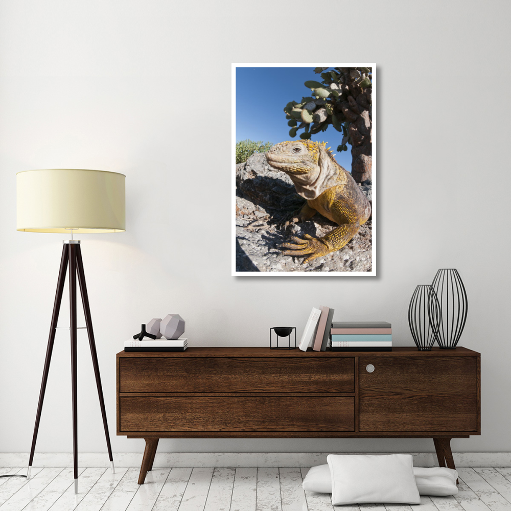 Galapagos Land Iguana basking, Galapagos Islands, Ecuador-Paper Art-34&quotx50"